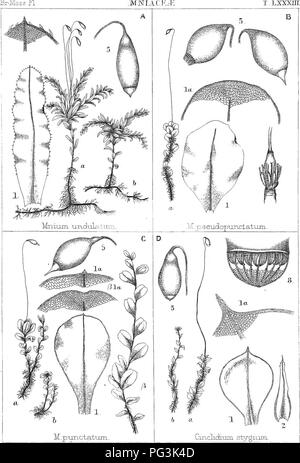 Questa immagine proviene da "The British Moss-Flora" di Robert Braithwaite, che illustra varie specie di muschi trovati in Gran Bretagna. Il lavoro contribuisce agli studi botanici dei muschi e alla loro classificazione. Le illustrazioni fanno parte di uno studio completo sulla distribuzione e il ruolo ecologico delle specie di muschio nelle isole britanniche durante il XIX secolo. Foto Stock