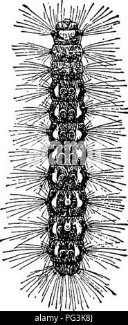 . Note importanti sulla zingaro e marrone-tail falene. Gypsy Moth; Browntail moth. Fig. 1. Si prega di notare che queste immagini vengono estratte dalla pagina sottoposta a scansione di immagini che possono essere state migliorate digitalmente per la leggibilità - Colorazione e aspetto di queste illustrazioni potrebbero non perfettamente assomigliano al lavoro originale. La Rhode Island. Il commissario per la soppressione dello Zingaro e Brown-Tail falene. La provvidenza, R. I. : E. L. Freeman &AMP; figli Foto Stock