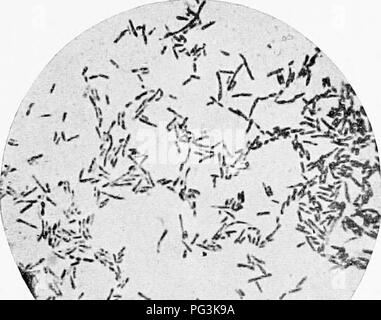 . Il cavallo nella salute e nella malattia : un libro di testo relative alle scienze veterinarie per studenti agricoli . Cavalli; cavalli. Malattie trasmissibili 245. Fig. 6S.-la morva bacillus (Bacillus luallei). Coltura pura fiom glicerina agar. Macchia Carbolfuchsin X 1000. (Friinkel e Pfeifer.). Si prega di notare che queste immagini vengono estratte dalla pagina sottoposta a scansione di immagini che possono essere state migliorate digitalmente per la leggibilità - Colorazione e aspetto di queste illustrazioni potrebbero non perfettamente assomigliano al lavoro originale. La Hadley, Frederick Brown, 1880-. Philadelphia ; Londra : W. B. Saunders Company Foto Stock