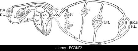 . Il cavallo nella salute e nella malattia : un libro di testo relative alle scienze veterinarie per studenti agricoli . Cavalli; cavalli. Il sistema circolatorio 113 cavità del cuore sono rivestiti con una luccicante, trasparente mem brane-, l'endocardio. Le arterie hanno pareti con notevole di tessuto elastico in esse per consentire espansione. Essi iniziano alla base del ventricolo sinistro, come l'aorta, il grande vaso attraverso il quale tutto il sangue per il corpo passa (Fig. 39). Per comodità l'aorta è diviso in toracica e addominale, parti. Da ex comune arteria brachiocephalic sorge vicino Foto Stock