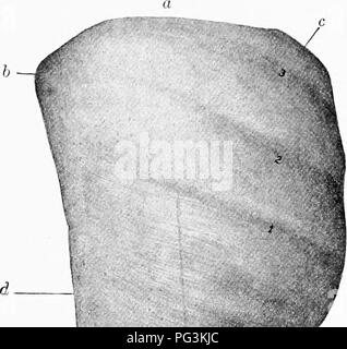 . Il cavallo nella salute e nella malattia : un libro di testo relative alle scienze veterinarie per studenti agricoli . Cavalli; cavalli. Il sistema DIGEbTIVK 87 di j!;lan(l-likt' extcndinu tessuto; la lunghezza intera della trachea. Esso si esaurisce rapidamente dopo liirth, e sembra svolgere una funzione solo durante lo sviluppo di th{^ feto. Come un cibo è considerato da molti una prelibatezza, ed è noto come il "animelle." In ani- Malles castrato presto esso si esaurisce molto più lento di quello di stalloni.. Si prega di notare che queste immagini vengono estratte dalla pagina sottoposta a scansione di immagini che possono essere state migliorate digitalmente Foto Stock