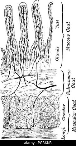 . Il cavallo nella salute e nella malattia : un libro di testo relative alle scienze veterinarie per studenti agricoli . Cavalli; cavalli. 72 IL CAVALLO IN SALUTE E IN MALATTIA esso ha due estremità cieche e rcseni})l(-s nella forma di un apice. L'estremità più grande è fissato sotto il rene destro, mentre l'estremità libera giace sul piano addominale, dando l'organo una direzione in avanti e verso il basso. Le due aperture del cieco sono posizionati vicini nel suo uncino. L'apertura per la fuoriuscita di materiale alimentare essendo più alta dell'ingresso, assicura una miscelazione completa. L. Fig. 19.-sezione longitudinale del piccolo inte Foto Stock