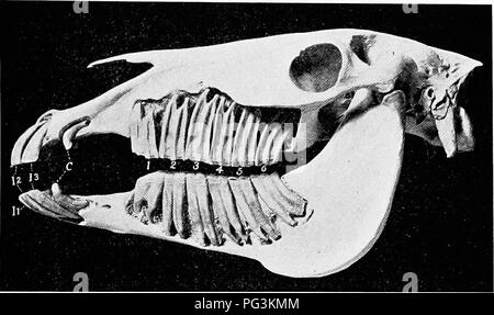 . Il cavallo nella salute e nella malattia : un libro di testo relative alle scienze veterinarie per studenti agricoli . Cavalli; cavalli. Il sistema digestivo 63 12). Poiché i denti dei due lati sono uguali, la formula dentale è stato usato come un metodo breve di indicando il numero e. Fig. 12.-Cranio di adulto seulpturorl per mostrare parti incorporate di denti: Ii, I2, I:i, incisivi; C, canini; 1, 2, 3, 4, .5, (&GT;, mohir denti numerati senza riferimento al primo premolare, che non è pre.inviato in questo .campione. (Si.sson, anatomia degli animali domestici). Tipo di denti di un animale ha. Essa è rappresentata per Foto Stock