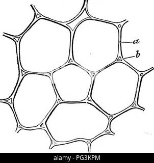 . Come far crescere le colture. Un trattato sulla composizione chimica, la struttura e la vita dell'impianto, per tutti gli studenti di agricoltura ... Chimica agraria; crescita (piante). 56 COME CEOPS crescere. Fig. 10 rappresentanouna estremamente sottile dallo stelo di un cavolo cappuccio, magnifled 330 diametri. Il iiuited w;mali di due celle sono visti in sec- zione a, mentre a 6 uno spazio vuoto viene notato.. Fig. 10. Il rivestimento esterno o la parete della cella è di cellulosa. Questa sostanza è di conseguenza lo scheletro o quadro della pianta, e il materiale che dà duro- ness e solidità per le sue parti. Accanto ad acqua Foto Stock