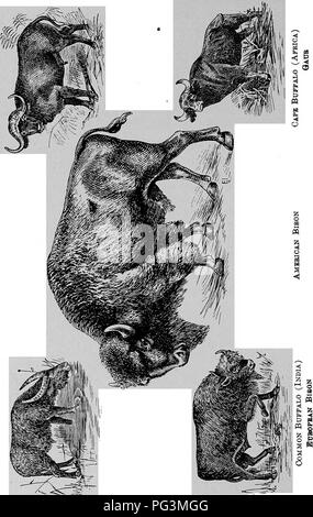 . I commercianti di pellicce e cuscinetto di pellicce di animali. Commercio di pellicce; animali da pelliccia. 314 bisonti e bufali.. Si prega di notare che queste immagini vengono estratte dalla pagina sottoposta a scansione di immagini che possono essere state migliorate digitalmente per la leggibilità - Colorazione e aspetto di queste illustrazioni potrebbero non perfettamente assomigliano al lavoro originale. Petersen, Marcus, 1854-. Il bufalo, N. Y. , Hammond premere Foto Stock