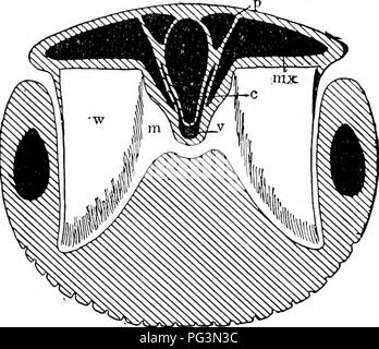 . Un manuale di zoologia. Zoologia. IV, vertebrata: MAMMALIA, CETACEA 571 Ordine X. Cetacea. Nel formare le balene rescmljle il sircnians, un risultato di una vita acquatica, ma la somiglianza termina qui. Le balene sono così simili a pesci che ognuno parla del whale pesca. Testa e tronco sono scarsamente distinto, la vertebra cervicale; essendo molto brevi e più o meno completamente fuso. Arti posteriori sono assenti, della cintura pelvica solo una piccola ilium rimane, e nessun vertebra sacrale; sono sviluppati. La pinna caudale è diversa da quella di un pesce in essendo orizzontalmente appiattito; la pelle è spessa e si sp Foto Stock