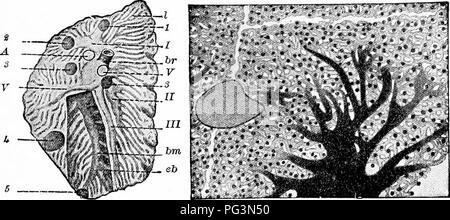 . Un manuale di zoologia. Zoologia. IV. VERTEBRATA: AVES 539 la circolazione negli uccelli è sorto da quella dei rettili da separazione completa della sistemica e sistemi polmonare. Delle tre grandi linee arteriosa presenti c (fig. 574), arteria polmonare e il diritto dell'arco aortico, derivanti dal ventricolo sinistro, sono trattenute, sinistra arco venoso essendo persa. Il setto betvi^een i ventricoli è completa. Le straordinarie caratteristiche del canale alimentare (fig. 61) sono il raccolto (non sempre presente), un stomaco ghiandolare o proventriculus (c), e un mus- cular masticare stomaco o ventriglio (d) Foto Stock