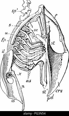 . Un manuale di zoologia. Zoologia. IV. VERTEBRATA: AVES 53£ spendendo metacarpals (m) gli uni con gli altri e con le adiacenti ossa carpale. D'altro canto, in modo che non vi può essere il necessario en- ergy e la più completa il trasferimento della stessa al borly, il con- nexion con l'asse scheletrico è rafforzata dalla speciale sviluppo delle parti. In spalla corpino (fig. 586) tutti e tre gli elementi sono ferme, una spada a forma di scapola (s), una colonnare coracoid (&LT;"), e clavicles che di solito sono uniti a un "desiderio-ljone,' o Jitrcula (/). Clavicles furcula e sono uniti direttamente o da Foto Stock