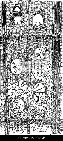 . Fungous malattie delle piante : con i capitoli sulla fisiologia, metodi di coltura e la tecnica . Funghi in agricoltura. 456 FUNGOUS MALATTIE DELLE PIANTE la scomparsa di amido, protidi, e cellulosa suggerisce che il fungo produce amilolitici proteolitico e enzimi cyteolytic." Un studio diretto di questo punto è stata tentata da effettuare estrazioni dal fresco e giovane frutta corpi e il test di questi. Mentre questo non può essere un criterio assoluto per la base di un parere per quanto riguarda gli enzimi prodotti nel mio- celium, è tuttavia inter- esting che laccasi, tirosinasi, amilasi, emulsin, pr Foto Stock