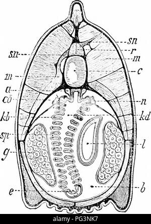 . Un manuale di zoologia. Zoologia. 440 CIIORDATA ad un rudimentale vescicola cerebrale, con un pi,i:;ment spot, la vigilia nulimentary (AIL), ma altri ])pizzi# nel midollo spinale sono sensibili alla luce. Il canale neurale lungo opiir renrains in froirl, l'apertura (iii-iiroporc) essendo all'bollom di una fossa, una volta considerata come un organo olfattivo. Il canale alimentare inizia con l'O'al mout.h (), circondato da cirri; poi arriva una piega (I'cliiiii), seguita dalla faringe, perforati da numerose gill delle fessure che si estendono o er a thirtl del canale alimentare. Tra le fessure sono elastici gill archi (l Foto Stock