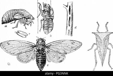 . Un manuale di zoologia. Zoologia. IV. INSECTA; ESAPODO, RHYNCHOTA 429. s^ Fig. 480. 4S1. Fig. 480.-Cicala septendecim* diciassette anni di locusta (dal Riley), un, pupa; b, pupa caso da cui l imago, c è sfuggito; d, ramoscello forata per l'ovoposizione. Fig. 481.-Ceresa bubalus* buffalo leaf tramoggia (dopo Marlatt). Si prega di notare che queste immagini vengono estratte dalla pagina sottoposta a scansione di immagini che possono essere state migliorate digitalmente per la leggibilità - Colorazione e aspetto di queste illustrazioni potrebbero non perfettamente assomigliano al lavoro originale. Hertwig, Richard, 1850-1937; Kingsley, J. S. (John Sterling), 1854-192 Foto Stock