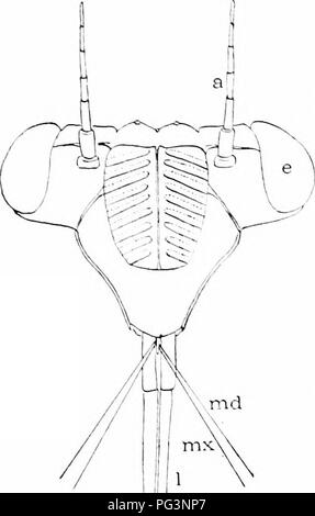 . Un manuale di zoologia. Zoologia. 42 S ARTHROrODA ancora tutti Rhvnchota può egli riconosciuto dalla proboscide di aspirazione (fig. 47S'), consistint; dell'laluum scanalata nella quale il neeilledil^e mantlililes maxillx e giocare. Le strutture dell'ala atlord tlie base della divisione in tre sotto gli ordini. Ordine di sub I. IIEMIPTKRA (Heterop- tcra) .nlcrior ali hcmclytra, ossia lealh- erv a base, morbido e clastico al labbro (tig. 479); tra il benielvlra è una cospicua scutelUini triangolari (.f) copertura più o meno della superficie dorsale. Hcmclytra ard scutellum occasionalmente disa|&GT;pcar. Un ulteriore caratteristici Foto Stock