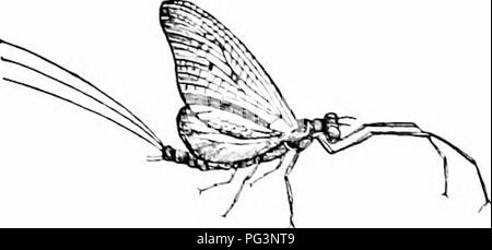 . Un manuale di zoologia. Zoologia. 420 ARTHROPODA e femmine. Una colonia di icrmitcs, consistinL; di solito di migliaia di individui, forma un nido con numerosi ehaiuliers jiassaues e. Essi sono noeturnal, e scavano, senza coiiiinij; alla superficie attraverso il legno vecchio (timlx'rs di case mobili, cornici, legno morto nella foresta, ecc.). 1 hey linea queste camere con una sostanza cementdike composta di rifiuti che è passato attraverso il canale alimentarv, ^fany sjiecies costruire ilome-come nidi, dieci o piedi tifteeti hii;h, di masticazione della terra. In una colonia sono alati e wingless indi- v Foto Stock