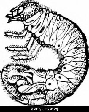 . Un manuale di zoologia. Zoologia. IV. INSECTA: ESAPODO 415 anlagen delle ali come piccole pieghe nel chitinous coat del meso e metathorax; questi aumentano con ogni successivo molt finché, con l'ultimo, essi diventano funzionali ali in dimensione e forma e movimento. All'interno di ciascuna ala tampone (B, i e 2) vi è il anlage dell'ala della fase successiva. Poiché la larva;, dalla mancanza di ali, sono costretti a vivere in condizioni dilTerent dagli adulti, condizioni che richiedono strutture speciali e le differenze tra la larva; e gli adulti sono sottolineate dalla presenza di specifici larvale org Foto Stock