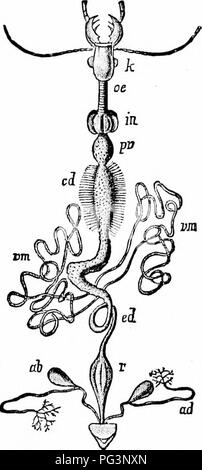 . Un manuale di zoologia. Zoologia. IV. INSECTA: ESAPODO 409 è il ventriglio {HN, pv),ox provenlricidus, il chitinous linirg di cui è dentata per la macinazione di prodotti alimentari. Il vero stomaco, di origine entodermal {m, CD), freciuently porta cieca o sacs caca gastrica (AP); in generale è breve e la sua giunzione con l'ostacolare ectodermiche porzione, il proctodeum è segnato dall'ingresso dei tubuli Malpighian (VM). Quest'ultima, ex- cretory in funzione, derivano dalla regione proctodeal. Il proctodeum è di solito differenziate in un piccolo intestino e una di due regionali (del colon e del retto) intesti di grandi dimensioni Foto Stock