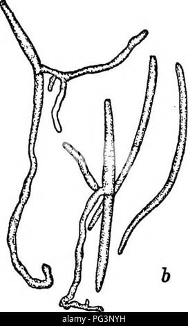 . Fungous malattie delle piante : con i capitoli sulla fisiologia, metodi di coltura e la tecnica . Funghi in agricoltura. Fig. 164. Pad Cylindrosporium/ una sezione di acervulus ; &LT;5, conidi, alcuni germinare. Si prega di notare che queste immagini vengono estratte dalla pagina sottoposta a scansione di immagini che possono essere state migliorate digitalmente per la leggibilità - Colorazione e aspetto di queste illustrazioni potrebbero non perfettamente assomigliano al lavoro originale. Duggar, Benjamin M. (Benjamin Minge), 1872-1956. Boston ; New York : Ginn Foto Stock