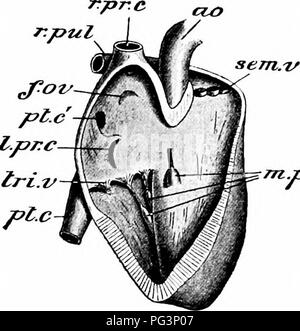 . Un manuale di zoologia. setta, xii PHYLUM CHORDATA 509 viscerale, immediatamente investendo il cuore. Tra i due è una stretta cavità contenente una piccola quantità di fluido, il fluido pericardica. In generale a forma di cuore assomiglia a quello del piccione, con l'apice rivolto all'indietro e leggermente verso sinistra e la base in avanti. Come quella del piccione, contiene la destra e sinistra auricole e a destra e sinistra i ventricoli, i lati destro e sinistro del cuore aventi le loro cavità completamente separati uno dall'altro da inter-auricolare e inter-ventricolare di partizioni.. mpat pap Fig. 306. - Lepus Cunic Foto Stock