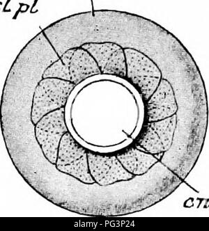 . Un manuale di zoologia. rci scZ ch sclPl rl. pet Fig. 290. - 1 ha l'occhio. Un, m sezione sagittale; B, l'intero organo, aspetto esterno; en, cornea; e/i, coroide; el. pr, i processi ciliari; ir, iris; /, lente; opt. nv nervo ottico; pet, pecten; rt, retina; SCL, sclerotiche; scl. 41. piastre sclerotica' (dopo Vogt e Yung.) l'occhio (Fig. 290) non è neanche approssimativamente globulare, ma ha la forma di una lente biconvessa. Piastre sclerotiche sono presenti, e vi è una grande pecten nella forma di una treccia e fortemente pigmentata membrana sporgente nella. Si prega di notare che queste immagini vengono estratte dalla pagina sottoposta a scansione Foto Stock