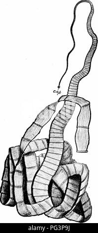 . Un manuale di zoologia. PHYLUM PLATYHELMINTHES 139. Fig. 74. - La tenia solium. Nastro umano-worm, intero campione ridotto, tappo, testa. (Dopo Leuckart.J. Si prega di notare che queste immagini vengono estratte dalla pagina sottoposta a scansione di immagini che possono essere state migliorate digitalmente per la leggibilità - Colorazione e aspetto di queste illustrazioni potrebbero non perfettamente assomigliano al lavoro originale. Parker, T. Jeffery (Thomas Jeffery), 1850-1897; Haswell, William A. (William Aitcheson), 1854-1925. New York, la Macmillan Company; Londra, Macmillan &AMP; Co. ,Ltd. Foto Stock
