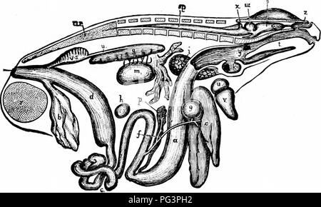 . Un manuale di zoologia. Il METAZOA 60 mento. Tali secrezioni digestive sono in parte prodotte dalle cellule di epitelio del canale, che sono modificati per formare unicellulari o ghiandole pluricellulari (p. 65), in parte da alcuni grandi offerte ghiandole digestive, ghiandole salivari, il fegato e il pancreas. Il nutriente parti del cibo sono in questo modo così agito su di essi che sono pronti per essere assorbita e nella maggior parte degli animali passano nel sangue per essere distribuito. Fig. 31. - Vista generale del viscere di una rana maschio, dal lato destro, a stomaco; fi, vescica urinaria; c, intestino tenue; c/, cloacali aper Foto Stock