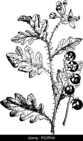 . Botanica agricola per gli studenti . La botanica. NIGHTSHADE FAMILY 491 molto rapidamente. Il Dodders sono piante parassite e fare molto danno a trifoglio, erba medica, e i campi di lino, dove essi lo spago circa le piante e far crescere le loro radici nel loro steli e rob dei loro cibo. Nightshade Family (Solonaceae). - La famiglia è uno per il quale gli irlandesi di patata e di pomodoro e tabacco appartengono. Alcuni autori dare il numero di specie come circa 1700. Entrambi i cinque sepali e cinque petali sono più o meno uniti {Fig. 440). Il stami sono cinque e di solito inseriti sulla corolla. La patata irlandese {Solanum tubero Foto Stock