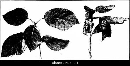 . Manuale delle malattie di frutta . Frutta. 178 MANUALE DELLE MALATTIE DI FRUTTA oltre la zona interessata. L'internodi di ramoscelli malate vengono abbreviati e addensato (Fig. 49, destra). Entrambe le superfici delle foglie sono hable all'attacco, quantunque come una regola di un solo lato di una unica foglia mostra di muffa in corrispondenza di un dato tempo. Lea malato'es sono causati a ripiegarsi verso l'interno e verso l'alto in modo molto marcato la moda. Cause. Il pathogene è un fungo noto come Podosphwra Oxyacajithae. Essa prospera durante caldo, secco meteo ; quindi focolai. Fig. 49. - Â polverulente-muffa di ciliegia; sano girare a sinistra, malate sulla destra. si verificano in mare Foto Stock