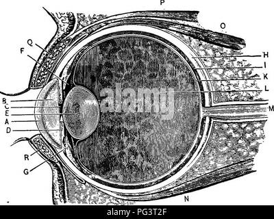 . Elementi di microscopia applicata. Un libro di testo per i principianti. Microscopia. 2 Elementi di microscopia applicata. come corrispondente ad un preciso scopo percepito dagli altri sensi. L'immagine è in tutti i casi invertita, ma nella prima infanzia si è trovato che le immagini capovolte corrispondono agli oggetti che sono veramente con il lato destro verso l'alto. L'esperienza. Fig. I.-sezione attraverso l'occhio umano. (Dopo Everett-Deschanel.) A. Cornea. B. umor acqueo. C. L'Alunno. D. Iris. E. lente. F. legamento sospensivo. G. Alloggio muscolo. H. sclerotica cappotto. /. Rivestimento della coroide. K. Retina. L. umor vitreo. M. nervo ottico. N. rectu inferiore Foto Stock