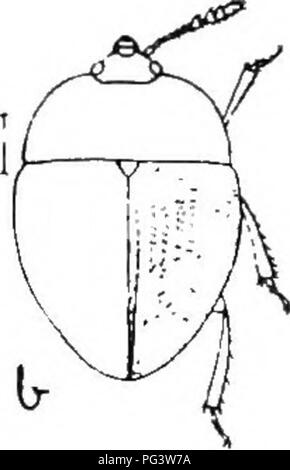 . Un illustrato catalogo descrittivo dei coleotteri o coleotteri (esclusiva della Rhynchophora) noto verificarsi in Indiana : con bibliografia e descrizioni di nuove specie . Coleotteri. . Si prega di notare che queste immagini vengono estratte dalla pagina sottoposta a scansione di immagini che possono essere state migliorate digitalmente per la leggibilità - Colorazione e aspetto di queste illustrazioni potrebbero non perfettamente assomigliano al lavoro originale. Blatchley, W. S. (Willis Stanley), 1859-1940. Indianapolis : La natura Pub. Co. Foto Stock