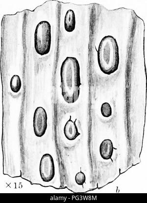 . Una monografia di licheni trovato in Gran Bretagna; essendo un catalogo descrittivo della specie nell'erbario del British Museum. I licheni. . Si prega di notare che queste immagini vengono estratte dalla pagina sottoposta a scansione di immagini che possono essere state migliorate digitalmente per la leggibilità - Colorazione e aspetto di queste illustrazioni potrebbero non perfettamente assomigliano al lavoro originale. British Museum (storia naturale). Dipartimento di Botanica; Crombie, James Morrison, 1833-1906; Smith, Annie Lorrain, 1854-1937. Londra, stampati in ordine di fiduciari Foto Stock