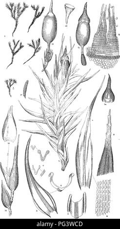 . Muschi con una mano-lente; un non-technical handbook dei più comuni e più facilmente riconosciuti i muschi del nord-est degli Stati Uniti. Muschi. Mm Platf, XIV. Spiegazione sulla pagina successiva. Si prega di notare che queste immagini vengono estratte dalla pagina sottoposta a scansione di immagini che possono essere state migliorate digitalmente per la leggibilità - Colorazione e aspetto di queste illustrazioni potrebbero non perfettamente assomigliano al lavoro originale. La boiacca, Abel Joel, 1867-. New York, l'autore e il O. T. Louis Company Foto Stock