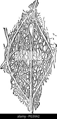 . Botanica fisiologico; I. contorni di istologia di phaenogamous piante. II. Fisiologia Vegetale. La fisiologia vegetale; Impianto di anatomia. STEUCTUEE SECONDARIO. 135 della struttura secondaria. 386. È stato notato che il flbro-fasci vascolari di monocotiledoni differiscono da quelli di dicotiledone3ledons chiefl}- in possesso da parte di questi ultimi di un strato di tessuto mcrismatic (cambio) tra il cribrose e porzioni di woody. Gli steli di peren- nial dicotiledoni aumento dello spessore da yeav a j'orecchio principalmente bj' la produzione annuale di una nuova massa di legno all'in- lato di questo strato e del liber su Foto Stock