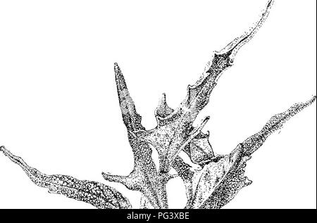 . Icones plantarum formosanarum nec non et contributiones ad floram formosanam; o, Icones delle piante di Formosa e materiali per una flora dell'isola, sulla base di uno studio delle collezioni del sondaggio botanici del governo di Formosa. La botanica. 74 POLTPODIACE^.. ^tkin 'I. Si prega di notare che queste immagini vengono estratte dalla pagina sottoposta a scansione di immagini che possono essere state migliorate digitalmente per la leggibilità - Colorazione e aspetto di queste illustrazioni potrebbero non perfettamente assomigliano al lavoro originale. Hayata, Bunzo?; Taiwan. Shokusankyoku. Taihoku, Pub. dall' Ufficio del settore produttivo, Gove Foto Stock