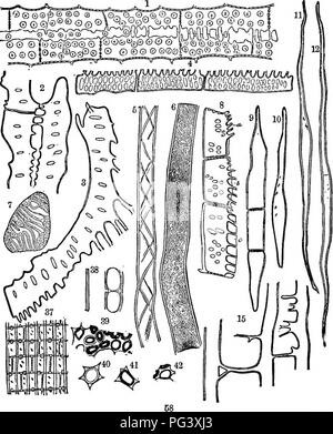 . Botanica fisiologico; I. contorni di istologia di phaenogamous piante. II. Fisiologia Vegetale. La fisiologia vegetale; Impianto di anatomia. 78 La morfologia della cellula. Passare nella varietà mostrata in Fig. 59, n. 18. Questi ultimi sono noti come " Celle di coniugato." PROSENCHYMA CORRETTO. 256. Tipiche del legno-cellule. Questi sono meglio illustrati bj- elon- gated, spesso sottolineato, cellule di cui buoni esempi si trovano nello strato del cambio (che è lo strato di merismatic formativo o 10. Fig. 58. Disegni di legno-elementi. 1-7. Avicennia sp. 1. "Legno-nelle cellule di parenchima uniti con altri eauli; tangen Foto Stock