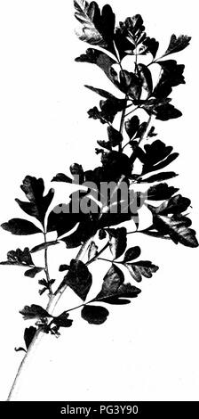 . Il nostro nord di arbusti e di come identificarli : un manuale per i veri amanti della natura . Arbusti. ILL-profumato SUMACH. Ill-profumato Sumach, Rhus trilobata. Volantini %' PER I' lungo.. Si prega di notare che queste immagini vengono estratte dalla pagina sottoposta a scansione di immagini che possono essere state migliorate digitalmente per la leggibilità - Colorazione e aspetto di queste illustrazioni potrebbero non perfettamente assomigliano al lavoro originale. Keeler, Harriet L. (Harriet Louise), 1846-1921. New York : Charles Scribner i figli Foto Stock