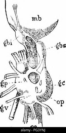 . Un manuale di zoologia. Zoologia. V. CEFALOPODI 343 superiore e inferiore i gangli buccale. La grande ottica, gangli del nervo ottico derivanti dal cervello e racchiuso ventralmente in 'white- corpo,' una massa linfoidi, sono particolarmente caratteristico, come sono la pista- lia stellata, a destra e a sinistra in corrispondenza del bordo anteriore del mande (fig. 356, si), che devono il loro nome alla radiazione di fibre che innervano il mantello. Un spaiati ganglio simpatico hes in corrispondenza della giunzione di stomaco e intestino. Cerebrale, pedale, viscerale e gangli ottiche sono racchiusi nella cartilagine cefalica, che ha la forma di Foto Stock