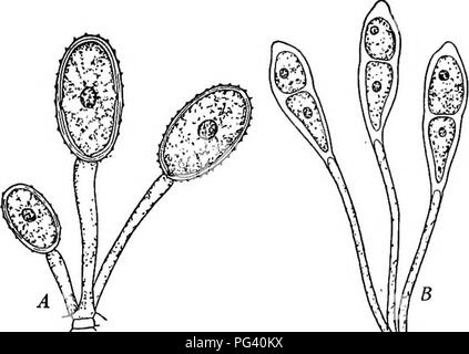 . La vita delle piante e impianto utilizza; un elementare textbook, una fondazione per lo studio dell'agricoltura, scienze domestiche o collegio botanica. La botanica. Fig. 188.-l'inverno spore di frumento ruggine germinando. Nota i filamenti corti alle cui estremità rami corti appaiono recanti l inizio della primavera di spore. Fig. 187. - Un estate, spore di grano la ruggine. B, win- ter spore di frumento ruggine. molla spore germinano su foglie di crespino. Il crespino è un com- mon arbusto. Si è pensato che se il crespino è stato distrutto, la ruggine del grano dovrebbe scomparire. Ma è stato trovato che questi inizi primavera spore potrebbero germinare o Foto Stock