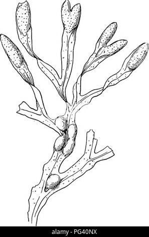 . La vita delle piante e impianto utilizza; un elementare textbook, una fondazione per lo studio dell'agricoltura, scienze domestiche o collegio botanica. La botanica. 372 IL NON-piante vascolari per le rocce e la loro tenace coriacea corpi non sono feriti dal battimento delle onde. Il rockweeds, che sono i membri di questo gruppo dispongono di camere d'aria, e gonfiore suggerimenti in cui oogonia e antheridia si verificano. (Vedere la figura 170.) La più grande di questo gruppo sono le kelps, alcuni dei quali raggiungono una lunghezza di diverse centinaia di metri. (Vedere la figura 171.) Io- dine è ottenuto da alghe che appartengono a questo gruppo. (4) Rhodophycem. - Foto Stock