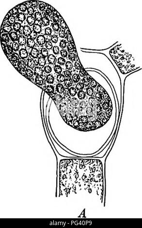 Questo libro di testo funge da introduzione alla botanica, concentrandosi sulla vita vegetale, la riproduzione e l'uso di varie piante. Copre concetti come l'oogonio, l'anteria e il ciclo di vita delle piante, fornendo una base per gli studi agricoli e botanici. Foto Stock