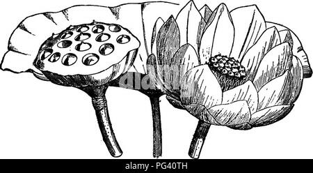 . Gli elementi essenziali della botanica. La botanica. 276 BOTANt. e Choripetalse, tuttavia, fornire molti bei fiori Vhich sono stati a lungo ornamenti preferiti nei giardini e con- servatories. In tal modo il Verbenas, Phloxes, Heliotropes, primule, azalee, rododendri, brughiere, Bellfljowers, Honeysuckles, e un gran numero di materiali compositi possono essere presi a rappresentare il elementi ornamentali del Gamo- petalse. E così la passione-fiori, rose, lupini, WIS- tarias, le malve, camelie, rosa, viola, Mignonettes, papaveri, ninfee Renoncules e Columbines può egli prese come rappresentanti del Chorip ornamentali Foto Stock