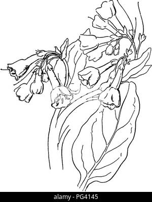 . La vita delle piante e impianto utilizza; un elementare textbook, una fondazione per lo studio dell'agricoltura, scienze domestiche o collegio botanica. La botanica. 259 introduttiva steli e foglie sono simili, ma come struttura sono molto meno simili di quanto sono questi altri organi. A causa di questa varietà nella struttura è i fiori che sono prin- cipally utilizzato nel raccontare i tipi di piante a parte. Spesso è difficile identificare un impianto per mezzo dei suoi gambi e foglie da soli, ma è compara- tivdy facile farlo quando voi^ hanno anche i fiori. Quindi non vi è una particolare necessità di sotto- stand fiori - la necessità di onu- Foto Stock