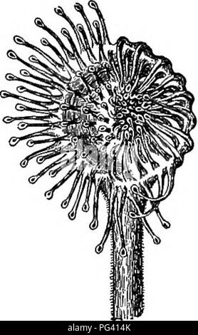Questo manuale introduttivo tratta le basi della vita vegetale, concentrandosi sull'importanza delle piante nell'agricoltura, nelle scienze domestiche e negli studi di botanica. Fornisce informazioni fondamentali sui tipi di piante, la crescita e gli usi nella vita di tutti i giorni. Foto Stock