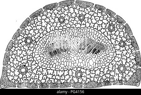 . La vita delle piante e impianto utilizza; un elementare textbook, una fondazione per lo studio dell'agricoltura, scienze domestiche o collegio botanica. La botanica. Foglie di 252 A. AGO-come le foglie. - Alberi di pino recare l'ago-come le foglie che sono probabilmente più familiare all'utente. La varietà comune di Pino può essere distinto dal carattere della loro aghi. Il advan- tages e disadvan- tages di ago-come le foglie come confrontato con ampie foglie è stato osservato nel precedente sec- zione. Poiché queste foglie vivono e lavorano durante l'inverno, non è sorprendente trovare in essi protettivi spessi strati di tessuto sur Foto Stock