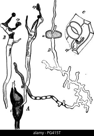 . Gli elementi essenziali della botanica. La botanica. CABPOPEYTA. 171 356. (II) conidi cadere su un grano-leaf germi- nate lì e penetrare i suoi tessuti, invio di fila il parassita- zioni nelle cellule. Dopo un paio di giorni, se il meteo ha. Fig. 95.-grano-ruggine. A e B, un nero-ruggine la germinazione di spore e pro- diminuire sporids, sp C, frammento di Crespino-foglia con un sporid, sp, germi- narie e penetrare l'epidermide; Z), che mostra il modo di germinazione delle sementi-ruggine spora.- Tutti altamente ingrandita. stata favorevole, il parassita è cresciuto in misura sufficiente per iniziare la formazione di grandi spore rossastro (stylospor Foto Stock