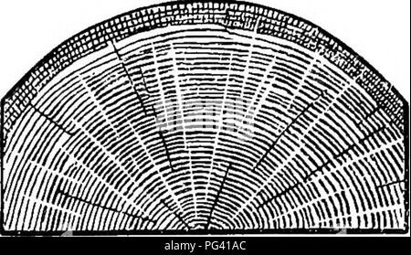 . Legname e alberi nativi e straniera . Legno; alberi. 96 legname e alberi. [Cap.. lunghezze di albero sono shghtly scavata su due lati opposti e poi segato a metà; i registri hanno quindi un quasi semicir-- cular forma (Fig. 22), il contenuto medio di ciascuna essendo solo circa 16 piedi cubi. Questo legname de- mi rives il suo valore principale dall'aspetto figurato si presenta durante il taglio o la FIG. 22. ;, / Convertito in direc- fi v^ zione dei suoi raggi midollare in schede o impiallacciature per scopi di armadio. Riga wainscot legname passa attraverso il processo di bracking prima di essere Foto Stock