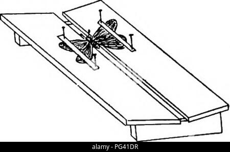 . Natura-studio; un manuale per gli insegnanti e per gli studenti. Lo studio della natura. i82 NATURA-ali di studio deve essere sparso e riposte o fissata in questa posizione durante l'asciugatura. Una scheda di essiccazione può essere effettuata, accord- ing per la figura e l'insetto posizionato nella scanalatura con le sue ali tenuto premuto sulle sponde laterali per mezzo di strisce di carta imbrigliata. Oppure possono essere semplicemente appoggiati sulle loro spalle su un bordo e le ali stese e fissati in basso. Molto piccoli insetti, uova, larve, ecc., deve essere incollata sulla estremità di una striscia di carta e questo riposte nella casella . Non sovraccaricare la Fig. 43. Diffusione di bordo. i Foto Stock