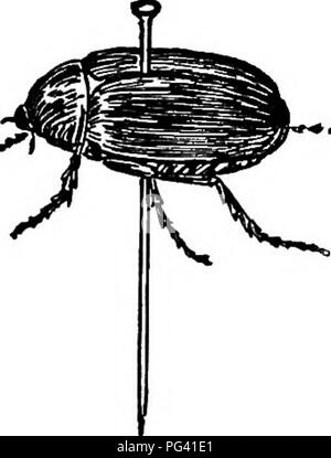 Questo manuale didattico per lo studio della natura fornisce istruzioni dettagliate sull'identificazione, la conservazione e lo studio degli insetti tipici. Serve come risorsa per insegnanti e studenti per apprendere l'entomologia e lo studio dei cicli di vita e dei comportamenti degli insetti. Foto Stock