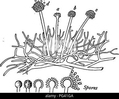 I Thread Di Ramificazione Del Micelio Del Fungo Nel Suolo Organico Foto Stock Alamy