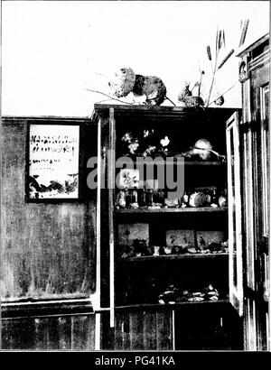 . Natura-studio; un manuale per gli insegnanti e per gli studenti. Lo studio della natura. 44 LA NATURA-studio caljinet scuola. Persone che hanno collezioni di curiosità può spesso essere ])reailed ujion per dare loro la scuola.. Fig. 2. Scuola modello di armadio. Posto nella raccolta cose come queste: erbari; prodotti vegetali, come tlax, canapa, cotone, caffè, zucchero;. Si prega di notare che queste immagini vengono estratte dalla pagina sottoposta a scansione di immagini che possono essere state migliorate digitalmente per la leggibilità - Colorazione e aspetto di queste illustrazioni potrebbero non perfettamente assomigliano al lavoro originale. Holtz, Federico Leopoldo, 1870-. N Foto Stock