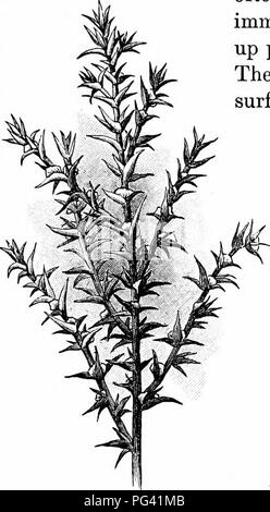 Questo testo discute l'ecologia dei frutti, concentrandosi in particolare sulle alghe e sui loro metodi di dispersione. Descrive come piante come il cardo russo viaggiano attraverso i paesaggi, specialmente in inverno, disperdendo semi. Lo studio evidenzia il ruolo ecologico delle alghe negli ecosistemi della prateria e il loro contributo alla diffusione dei semi e alla rigenerazione delle piante. Foto Stock