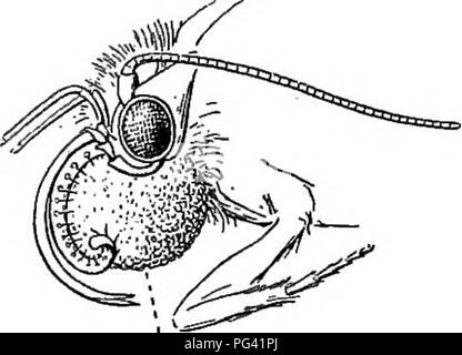 . Essentials di botanica. La botanica; Botanica. Ecologia di fiori; impollinazione 177 210. Impollinazione in Yucca- la yucca e allied generi sono xeropkytes (alcuni di loro piante basse e altri alberi simili) che abbondano soprattutto nel deserto e semi-deserto porzioni del sudovest degli Stati Uniti e del Messico piastra (VI). I fiori sono bianchi o di colore biancastro, sostenuti in grande i cluster e sono molto cospicua di notte. Il stami sono più breve del pistillo e il polline è appiccicoso. Il pistillo è costituito da tre carpels che formano un tubo signatech sulla sua superficie interna. L'impollinazione è impossibile senza Foto Stock